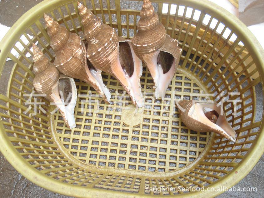 角螺响螺螺深海大响螺螺海鲜