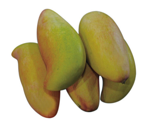 象牙芒果3元一斤小果果重3两每箱10斤20斤海南特产当日采摘更新鲜