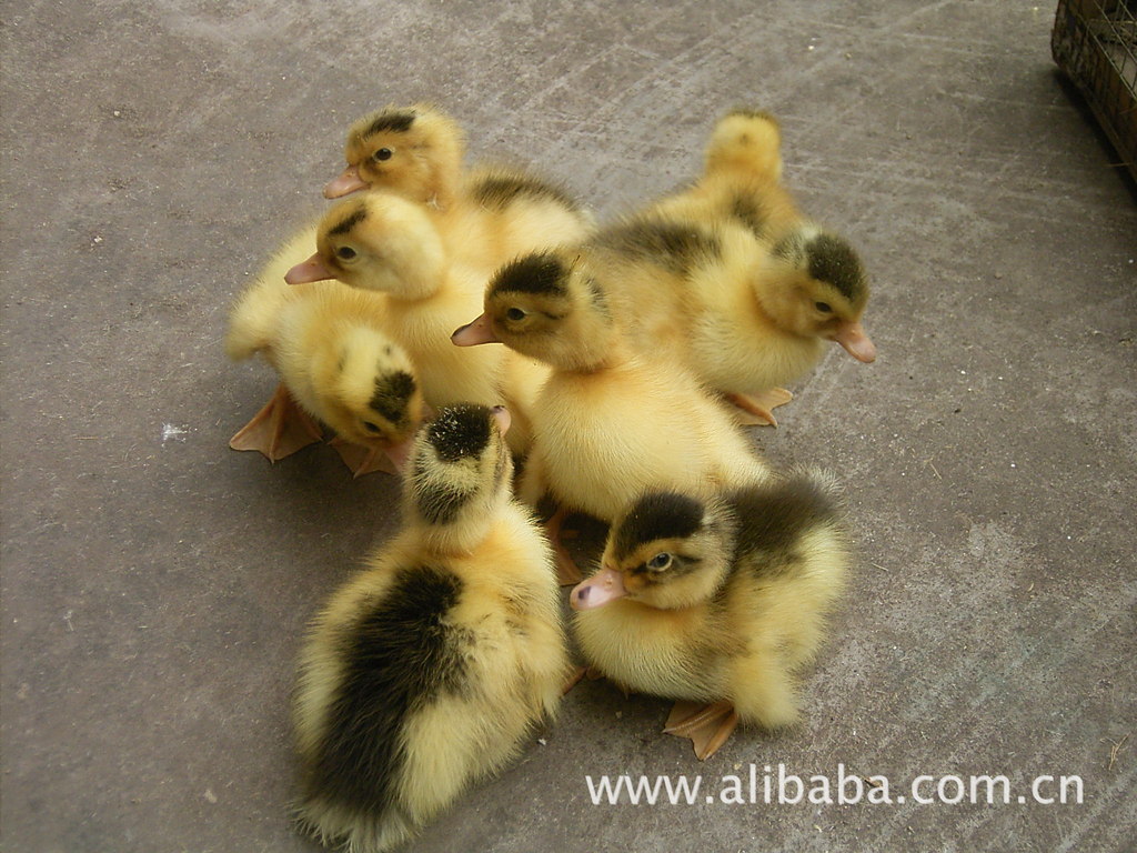 批发优质 花边鸭苗 双鬼头麻鸭苗 四川麻鸭苗 四点花麻鸭苗