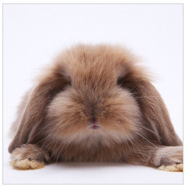 活体宠物兔兔子 绒绒黄毛 迷你垂耳兔兔宝