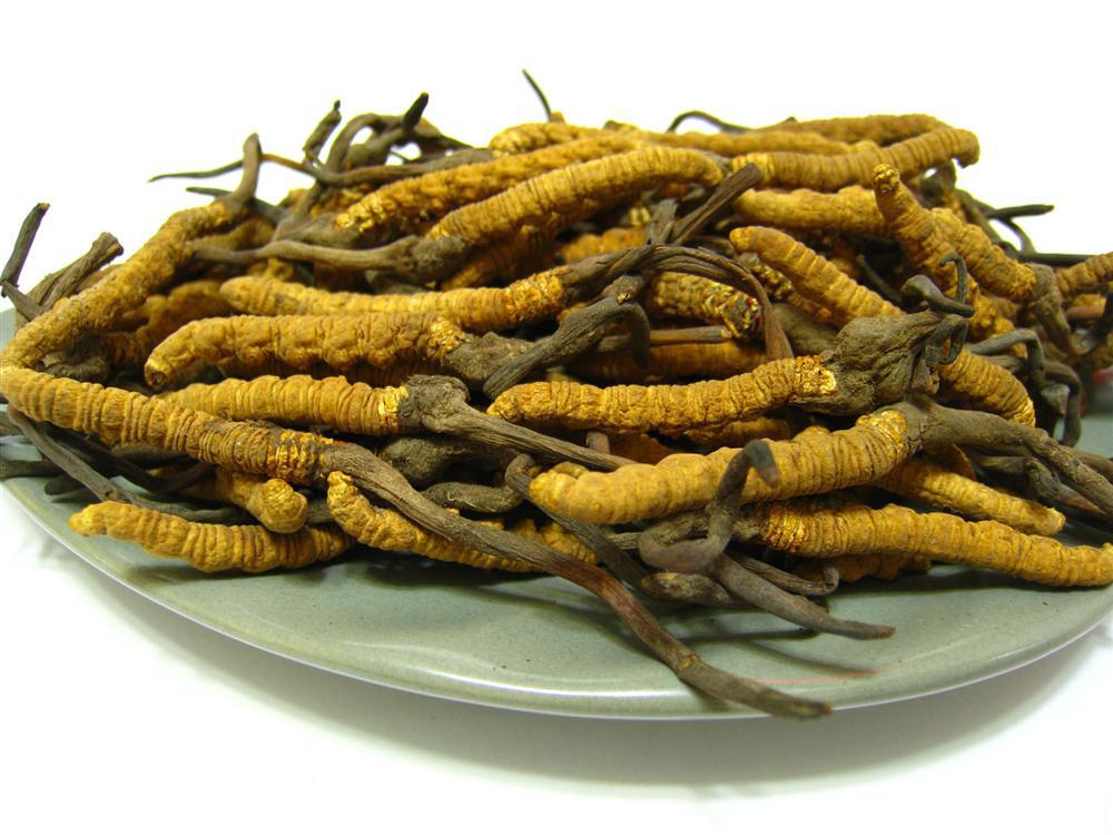 冬虫夏草的种类(冬虫夏草的种类有几种)