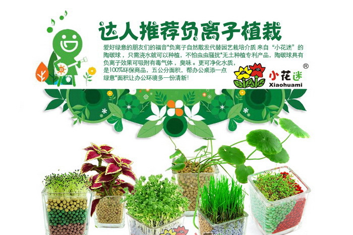 厂家直销 陶碳球种植 负离子植栽盆栽 心形草 2代升级版—6