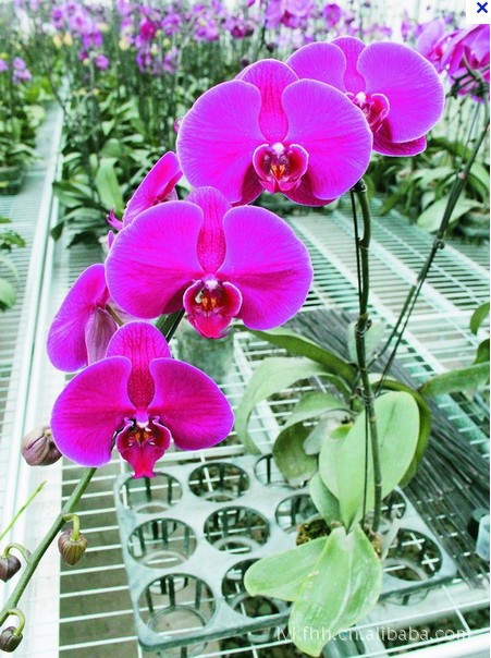 2012年蝴蝶兰 年宵花 大辣椒 3.5寸苗