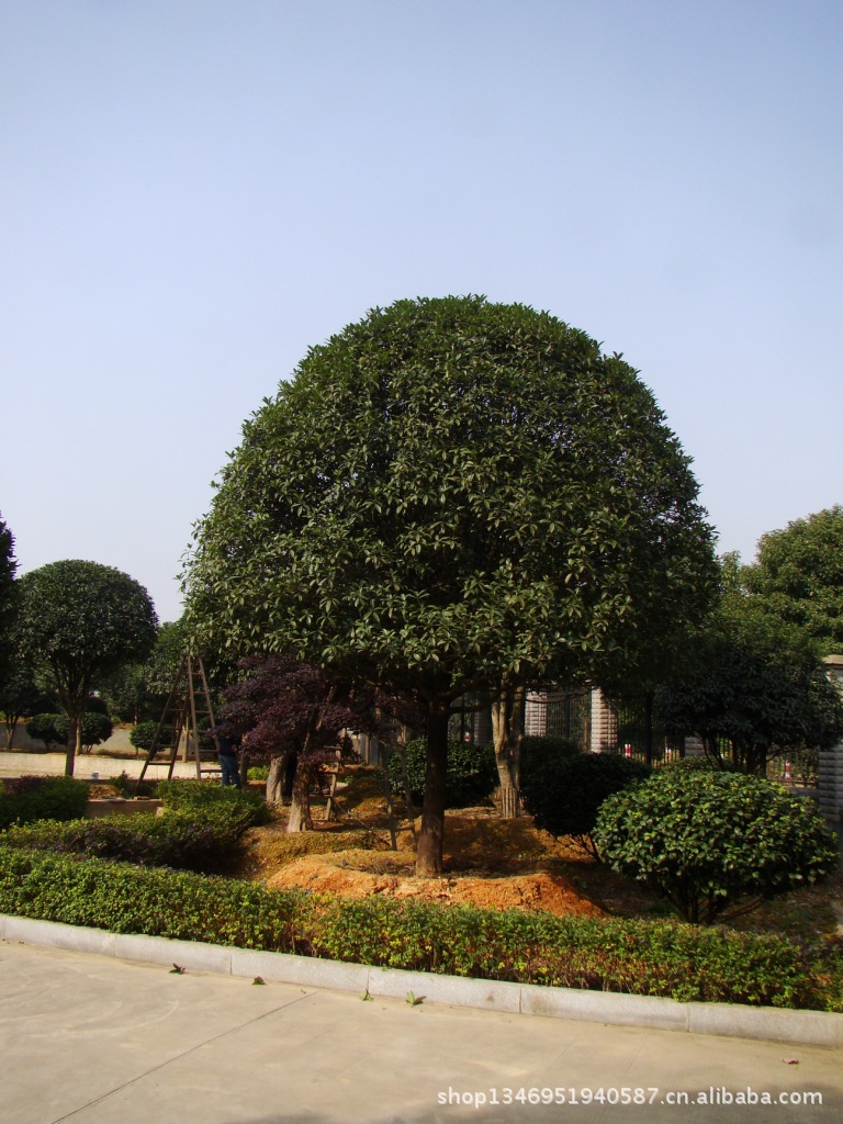 湖南长沙苗圃直销园林绿化苗木桂花树512公分规格齐全品质优