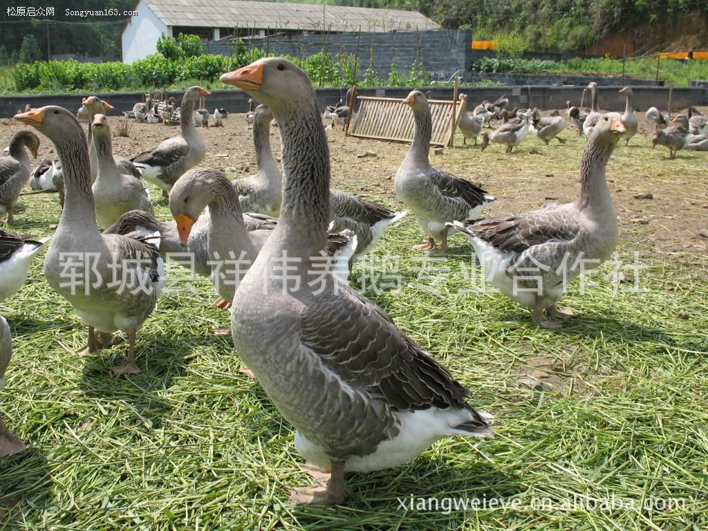 纯种朗德鹅苗 黑嘴 黑腿 初次防疫免费 送养鹅技术资料山东·郓城