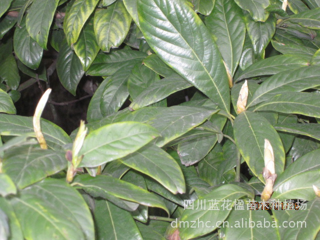 四川桢楠种子四川乐山金丝楠木桢楠树种子