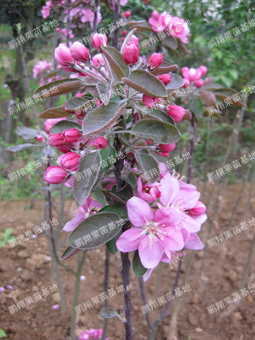 柱状苹果树苗木芭蕾苹果苗最有特色的小苹果盆景特级品种果苗