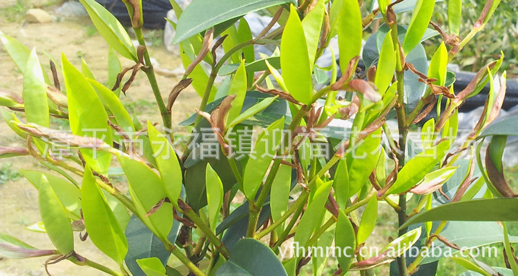 杜鹃苗木价格