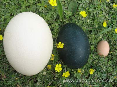 澳洲鸸鹋蛋
