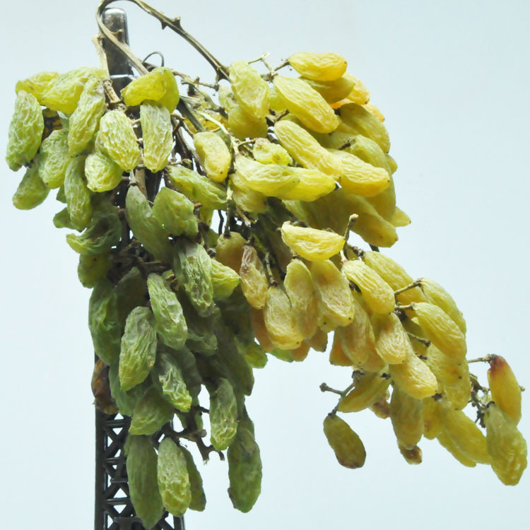新疆无核白葡萄干【树上干】有机健康休闲食品/吐鲁番特产