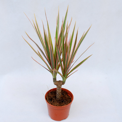 批发观叶植物小盆栽a90单柱三色铁