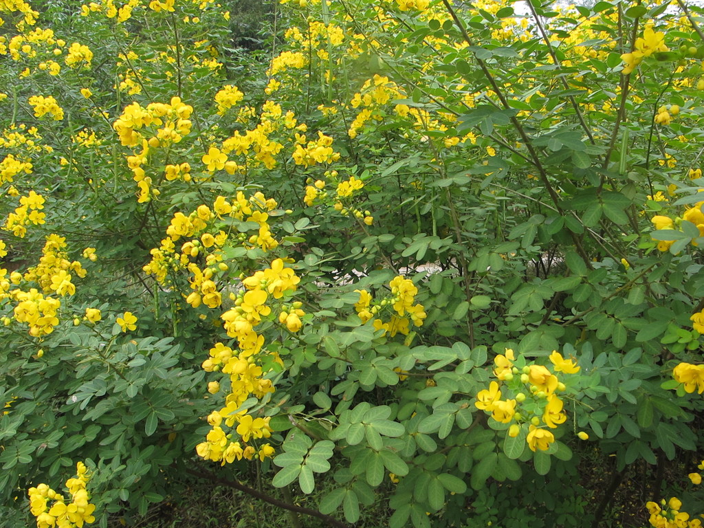 大量供应绿化苗木黄花槐苗地径12公分黄花槐量大从优