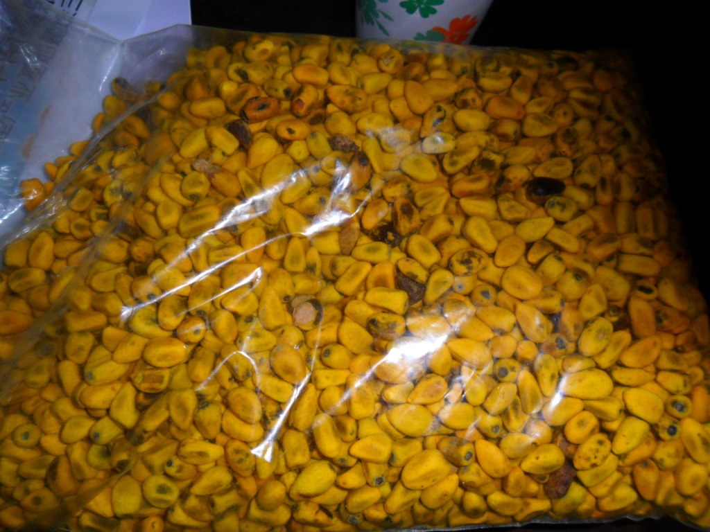 澳洲火焰木槭叶萍婆火焰酒瓶树种子