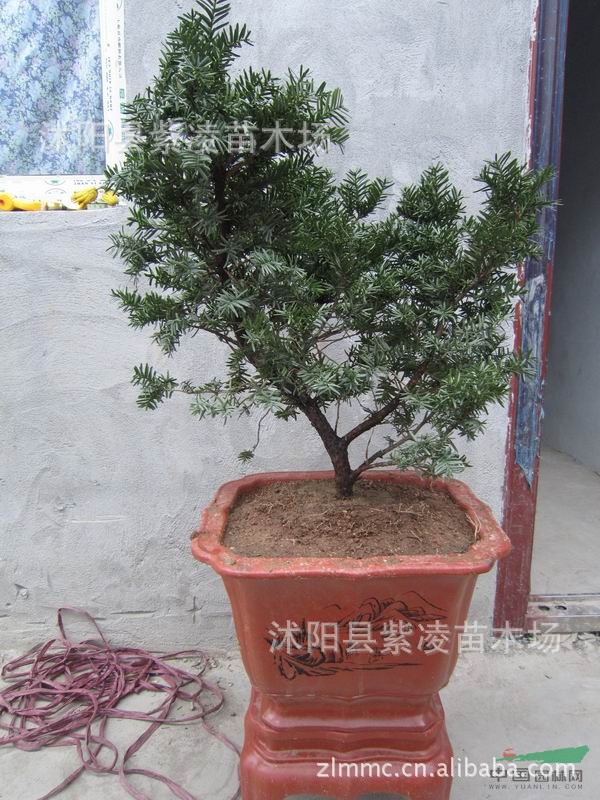 带刺的刺榆盆景,带刺的盆景,带刺的绿植盆景(第5页)_大山谷图库