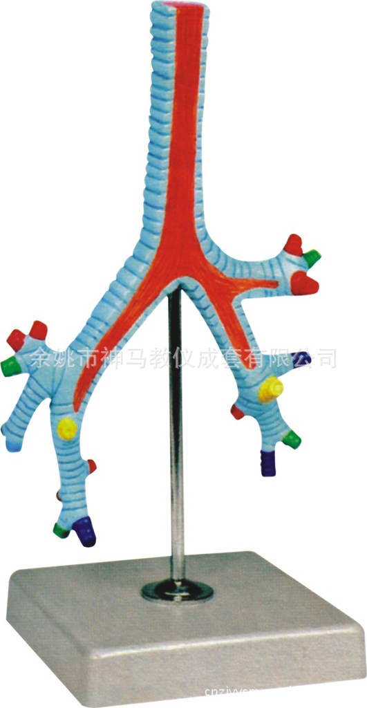 供应支气管教学模型 厂家直销各类生物及医疗模型