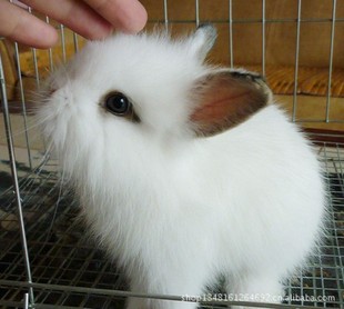 其他宠物周边用品-可爱宠物兔 纯种凤眼西施兔-其他宠物周边用品尽在