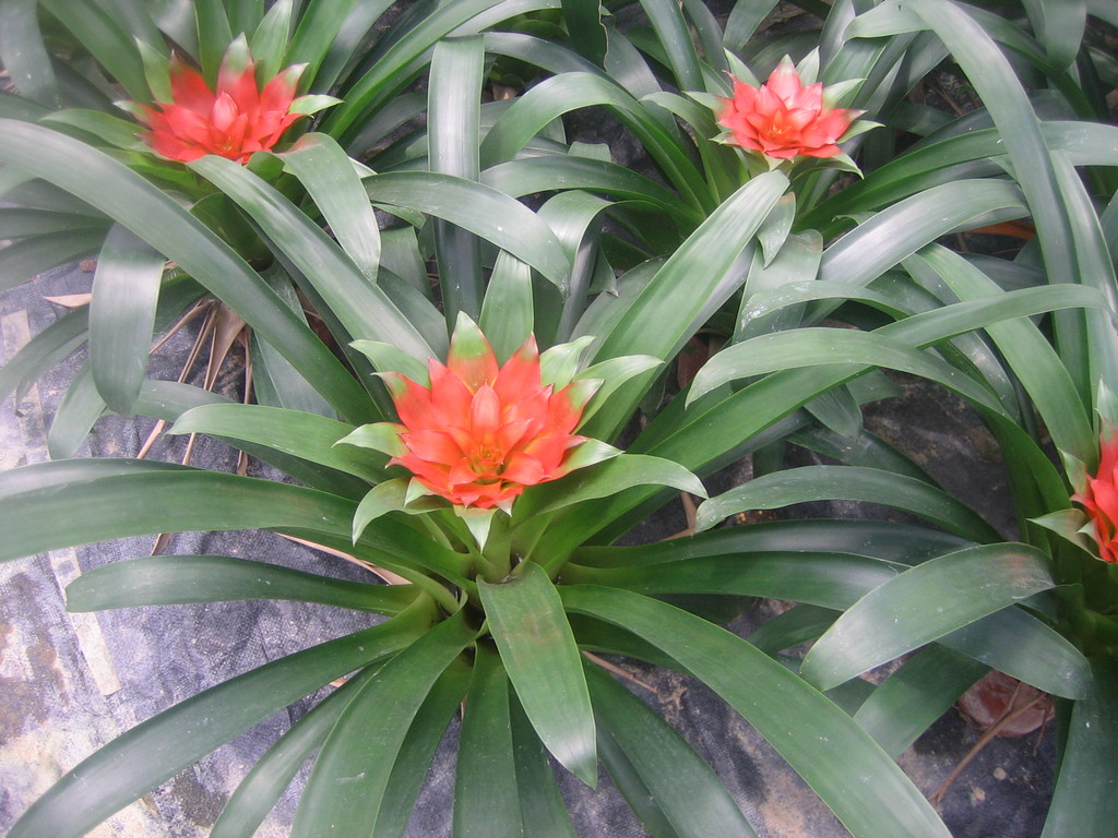 《优质服务》供应室内观赏花卉植物盆栽凤梨红莺歌(a110)5盆起