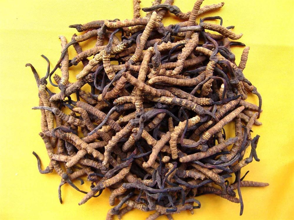 151平面图名贵中药海报展板76冬虫夏草 jpg副本