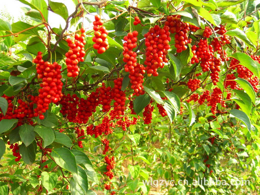 柴胡,桔梗,丹参,天麻,猪苓,连翘,五味子等产品专业生产加工的公司