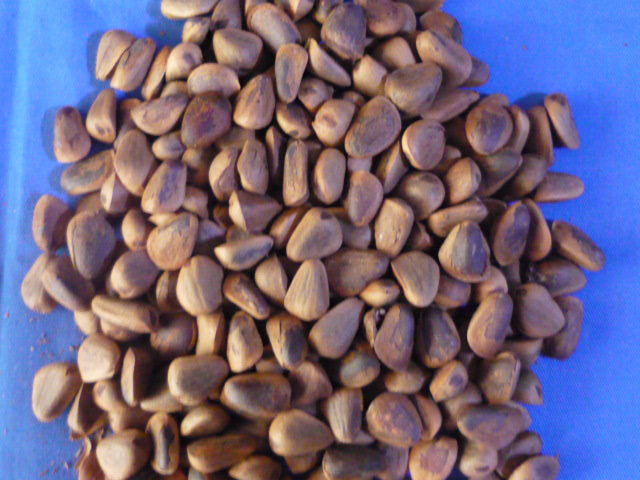 批发供应/大量出售红松子(塔松籽)做种子炒货最好