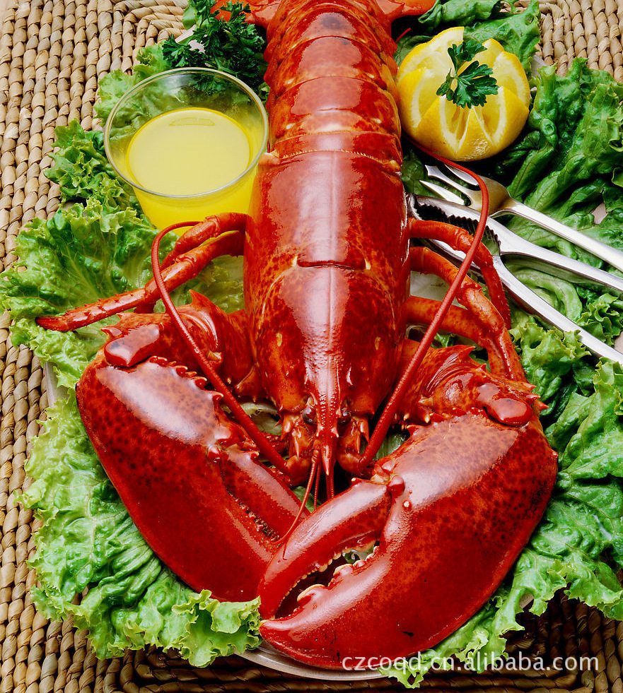 龙虾 加拿大进口龙虾