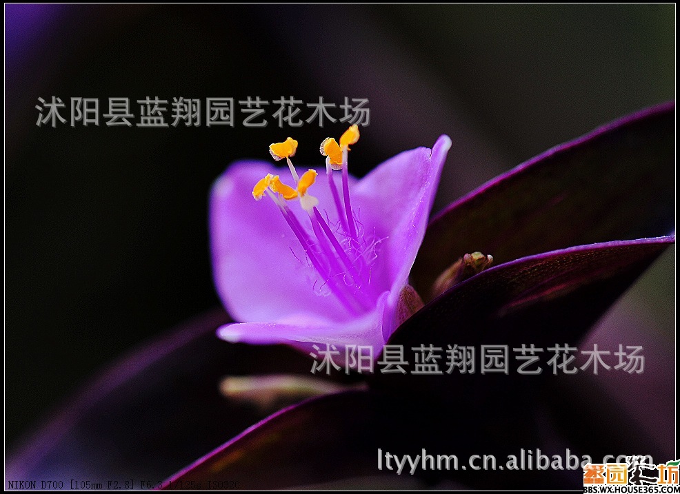 室内悬挂盆栽 吊竹梅盆栽 吊竹梅水培 吊竹梅吊兰盆栽 吊兰水培