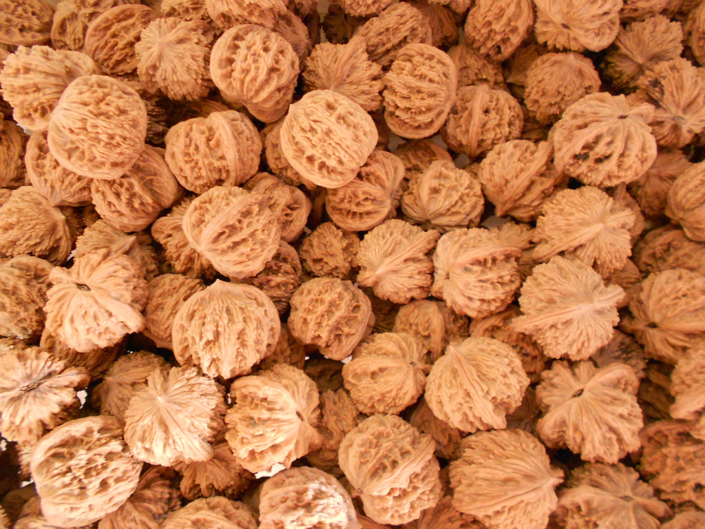 百花山核桃批发