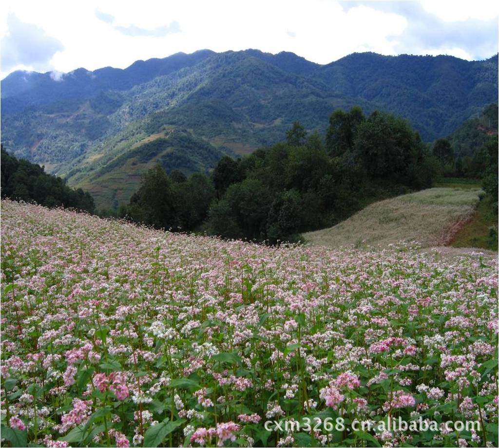 厂家直销供应药用保健礼品装黑荞玉露香茶苦荞王茶