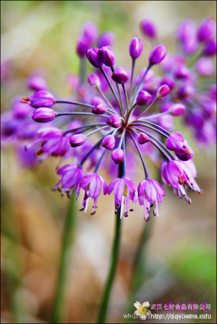 藠头开花也很美