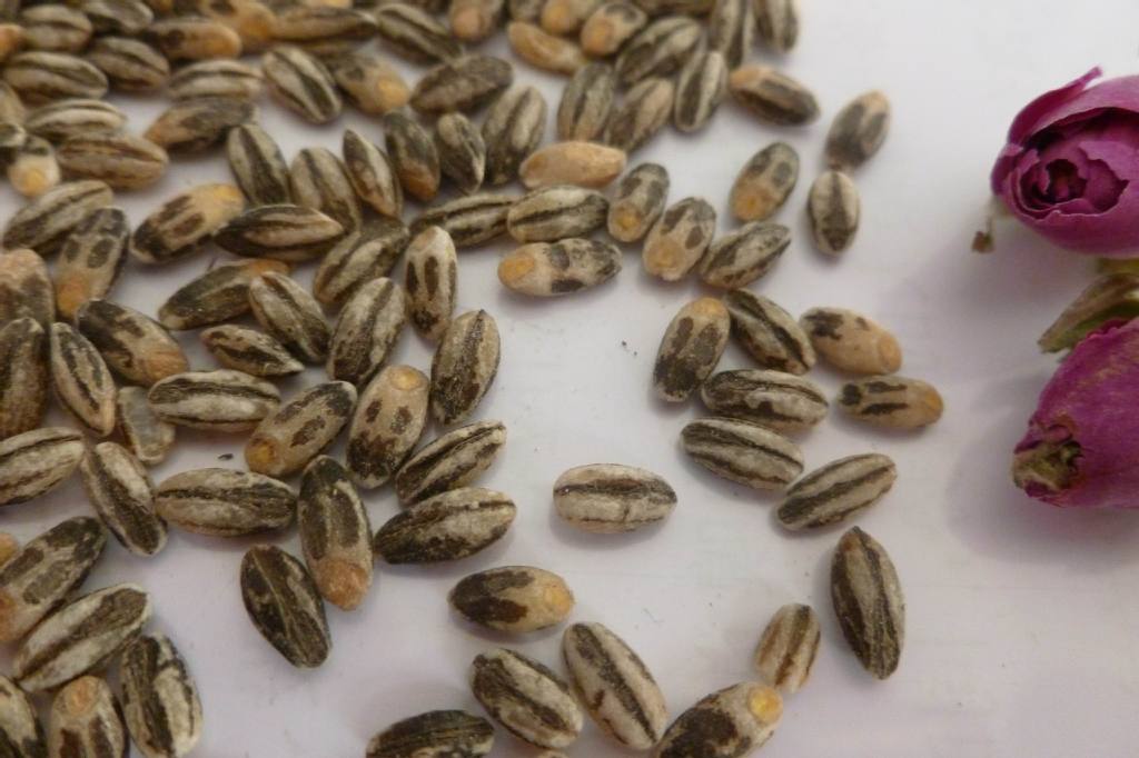 黑麦 黑大麦 黑大麦粒 五谷杂粮 烘焙五谷杂粮 black barley