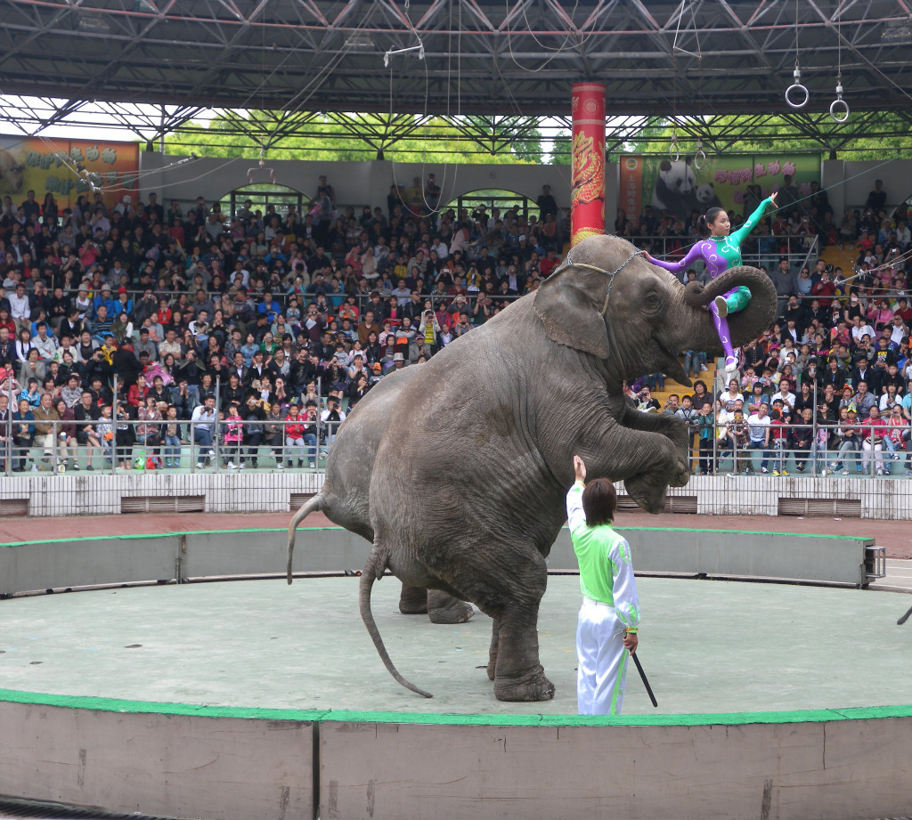 【动物随手拍】  上海野生动物园,一起来看.