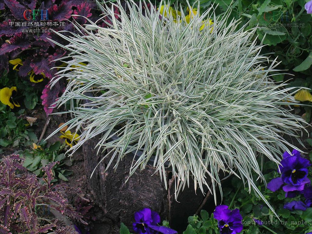 安吉园艺特供 苗农直销 花叶燕麦草苗木特价,欢迎前来选购