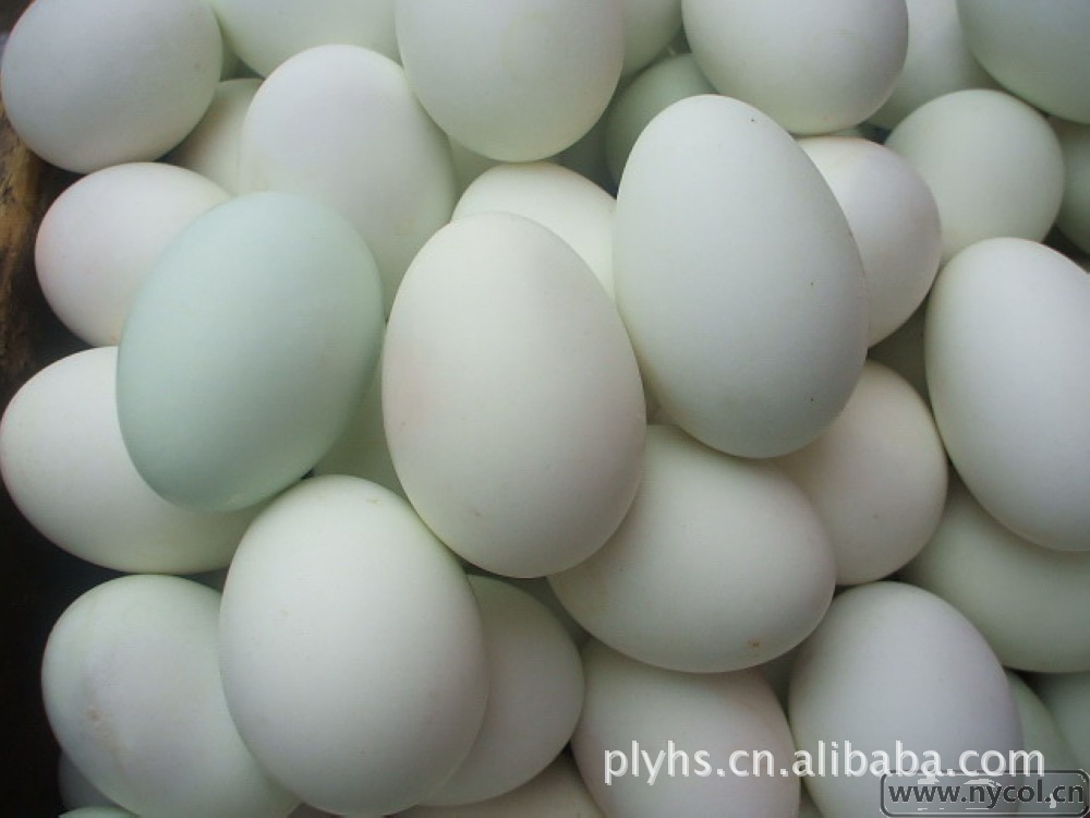 纯天然生态养殖 鸭蛋 营养丰富 送礼/食用 好选择