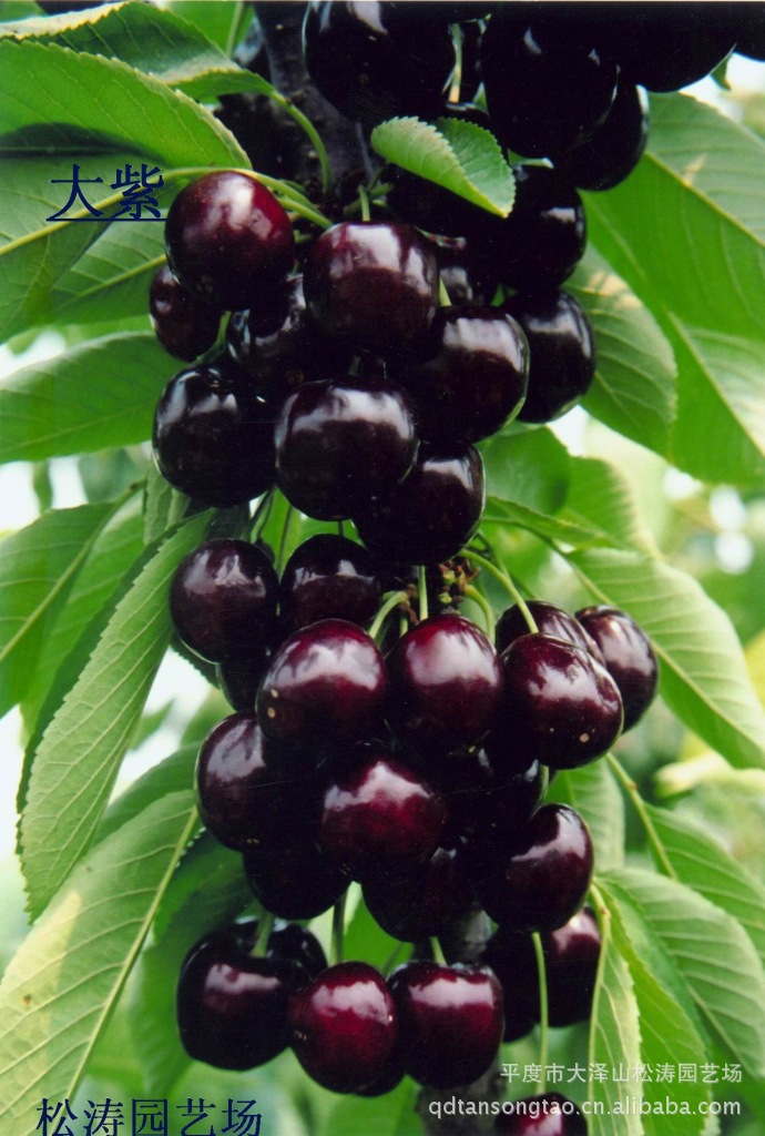 青岛 专业供应 矮化大樱桃苗木 批发供应 价格合理【图】