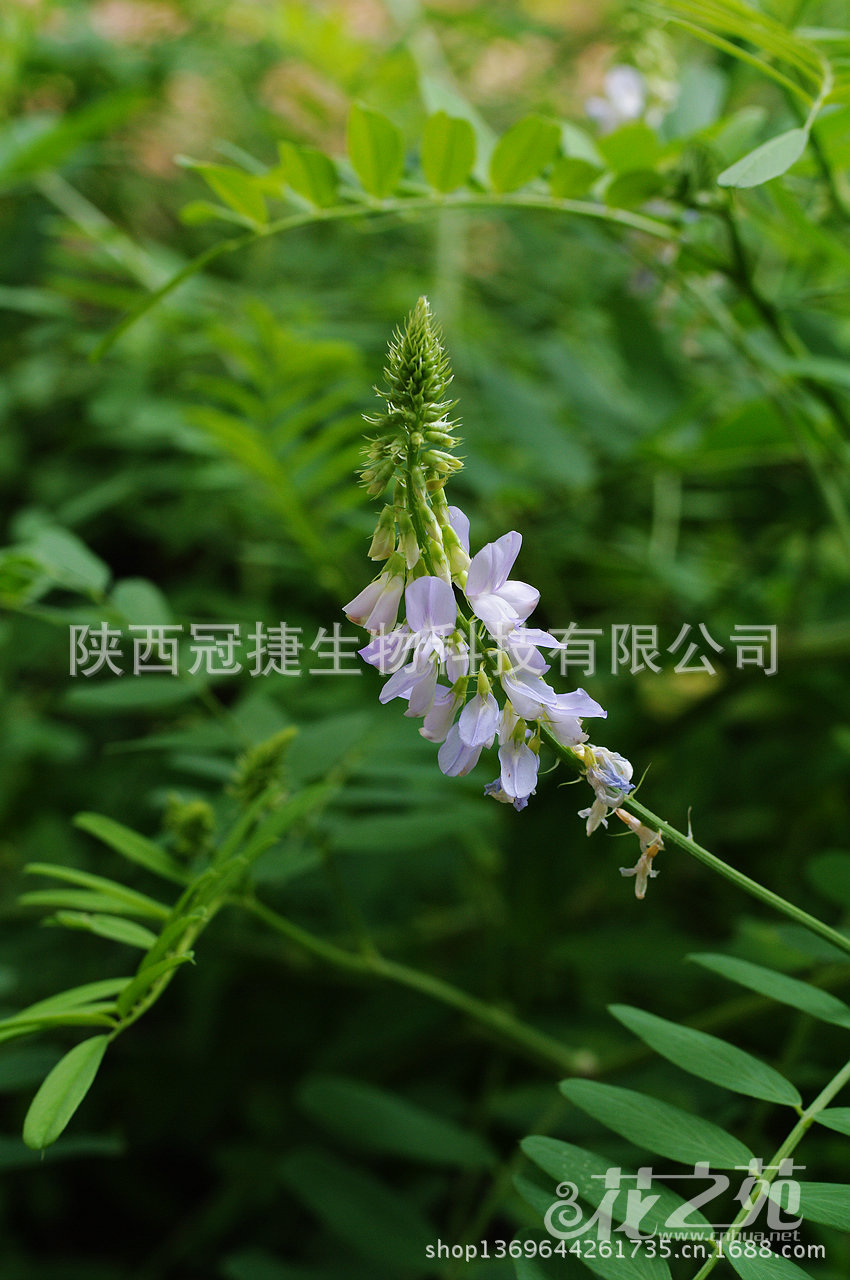 【山羊豆提取物】价格,厂家,图片,植物提取物,陕西冠捷生物科技有限