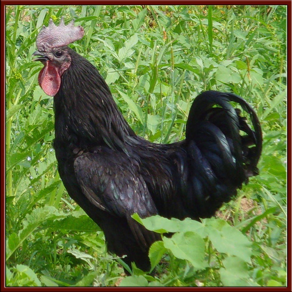 供应虫子鸡图片_9