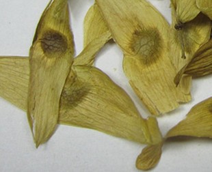 凤眼草批发,图片仅作参考,实物为准,价格咨询客服