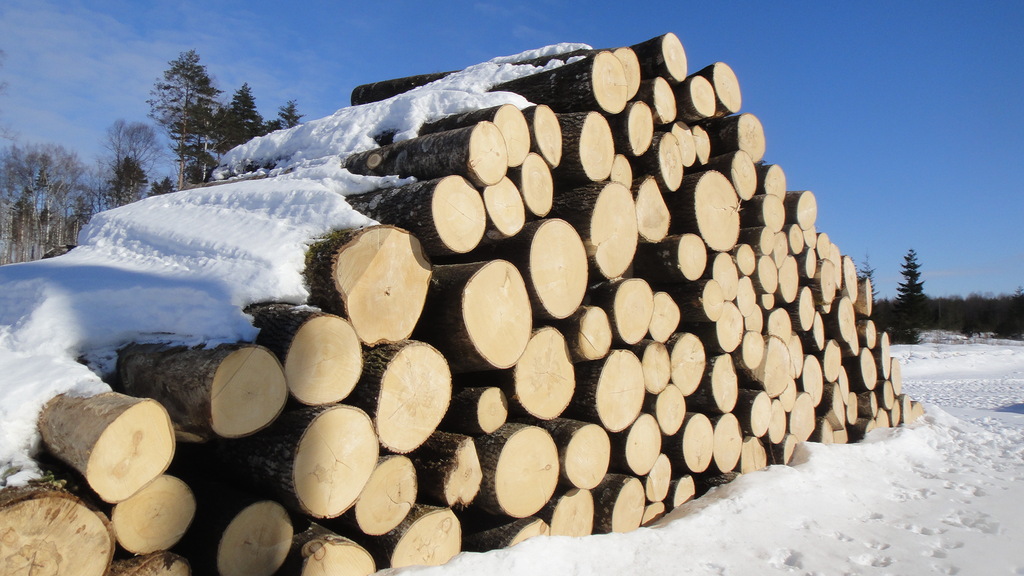 欧洲进口优质杨木原木