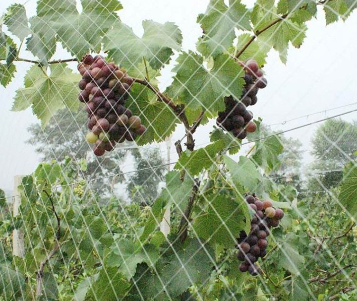 果园防鸟网质保6年【业勤防鸟网】服务果农 防鸟网厂家防麻雀网