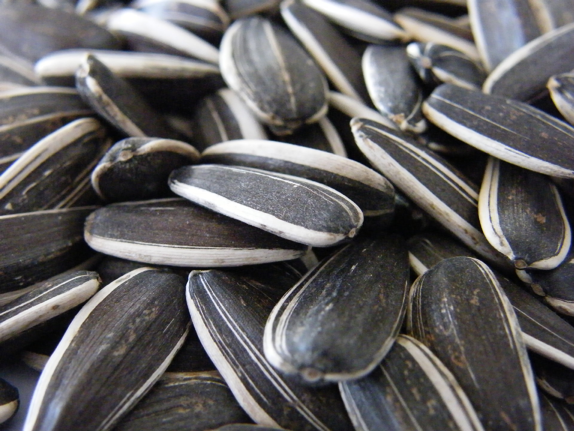 (河套地区最大葵花供应商)大量供应2014年葵花籽