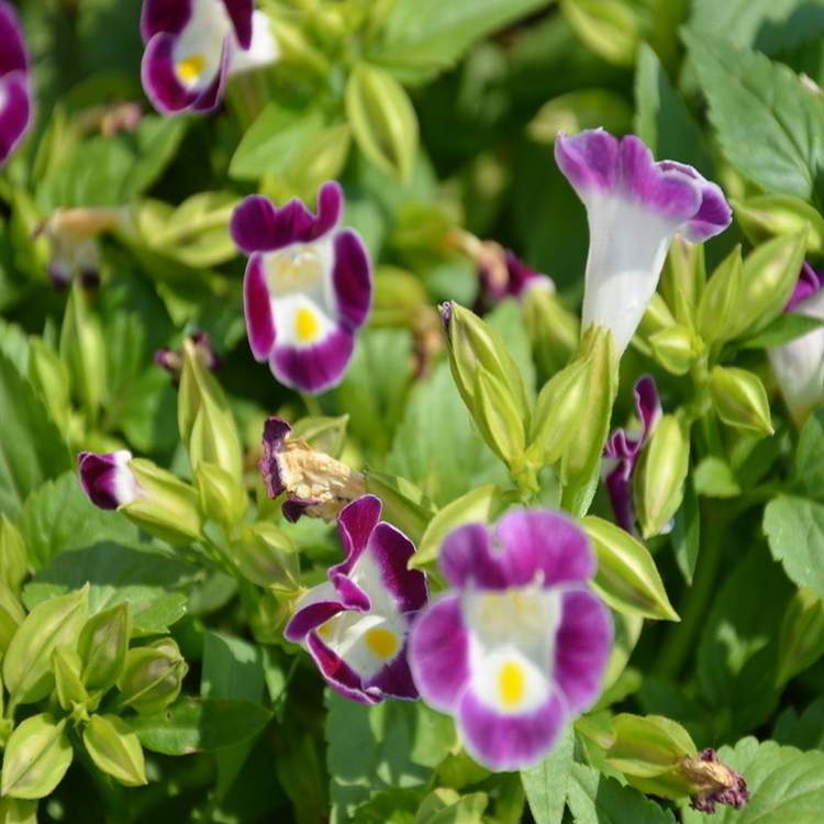 供应地被植物-夏堇,又名花公草,蝴蝶花