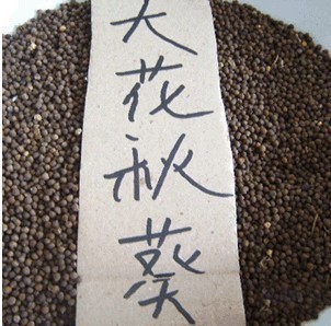 三皇冠商城 地被类草花种子 大花秋葵种子 美芙蓉种子 草芙蓉种子