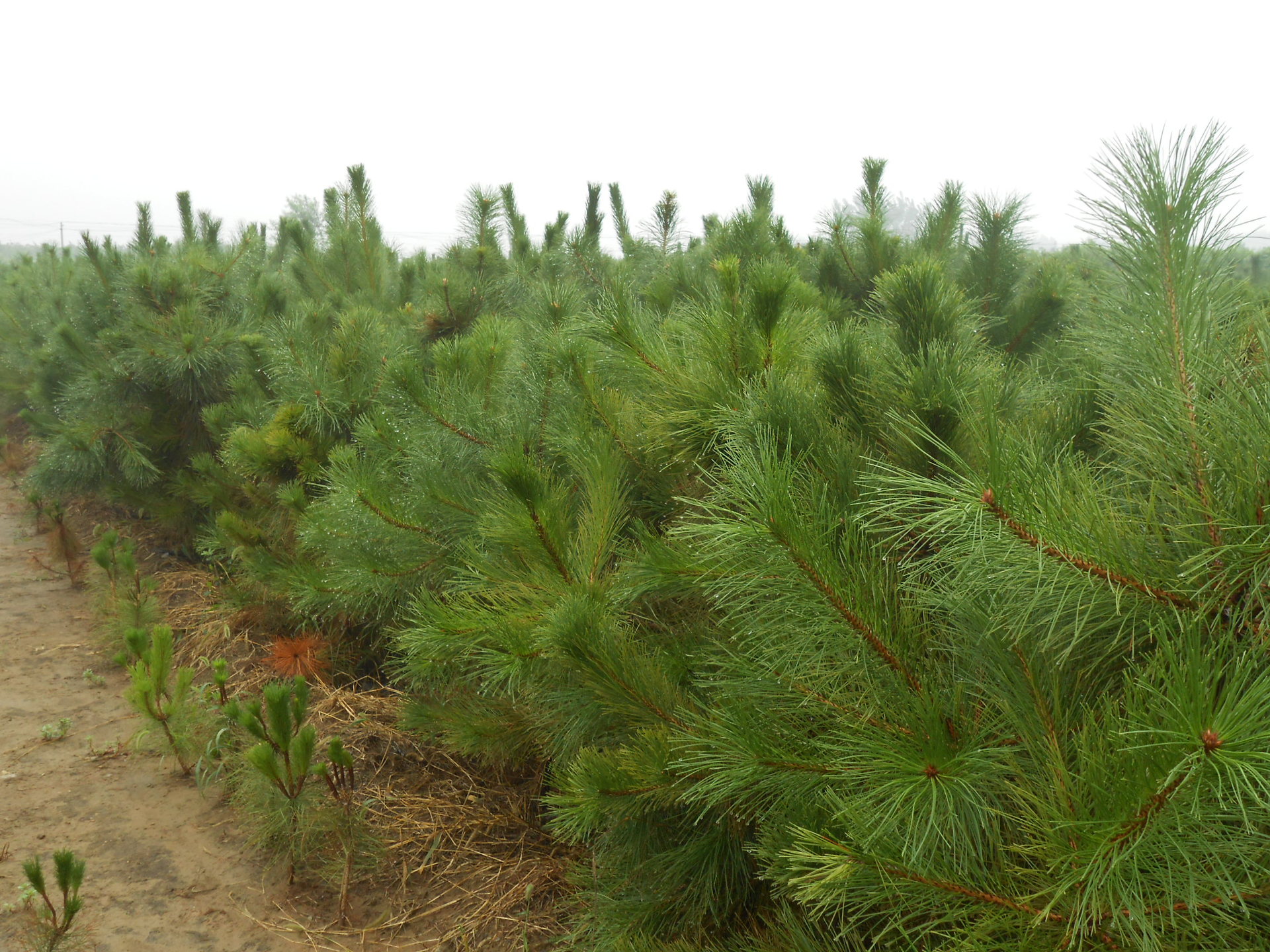 公司所有精心培育的樹苗,全部採用塑料容器營養杯栽培,培育的油松樹苗