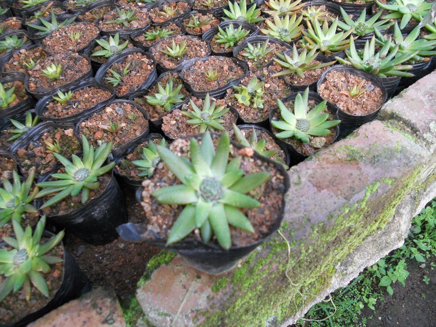 多肉植物 秀女 直径5cm 美丽的植物 易种