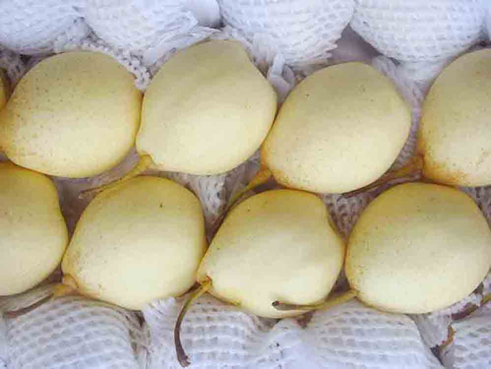 鸭梨,绿黄色,清香多汁,味甜微酸,有养护咽喉,保护肝脏