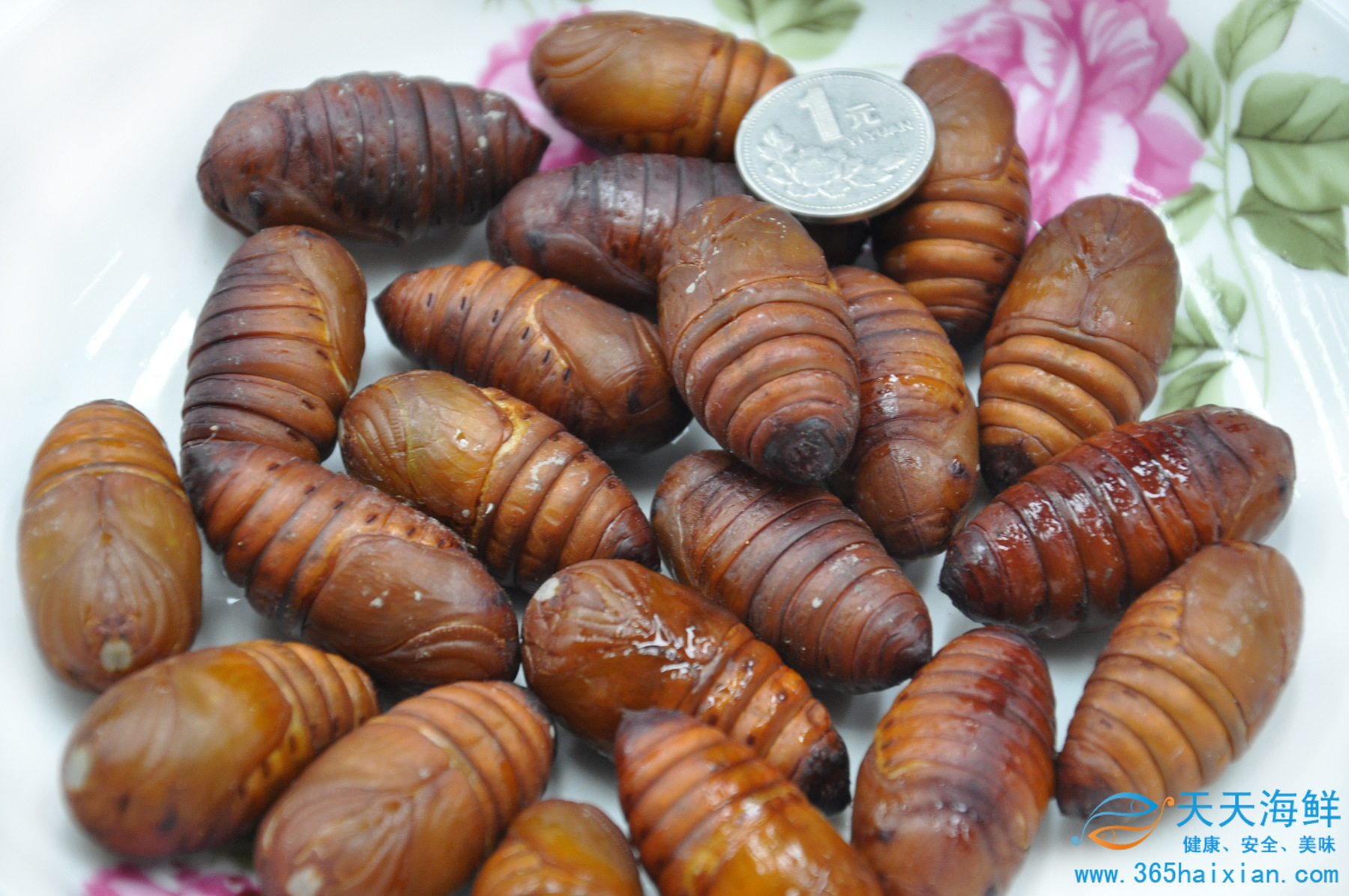 天天海鲜鲜活蚕蛹500g土特产美食年货即食蚕蛹高蛋白延缓衰老