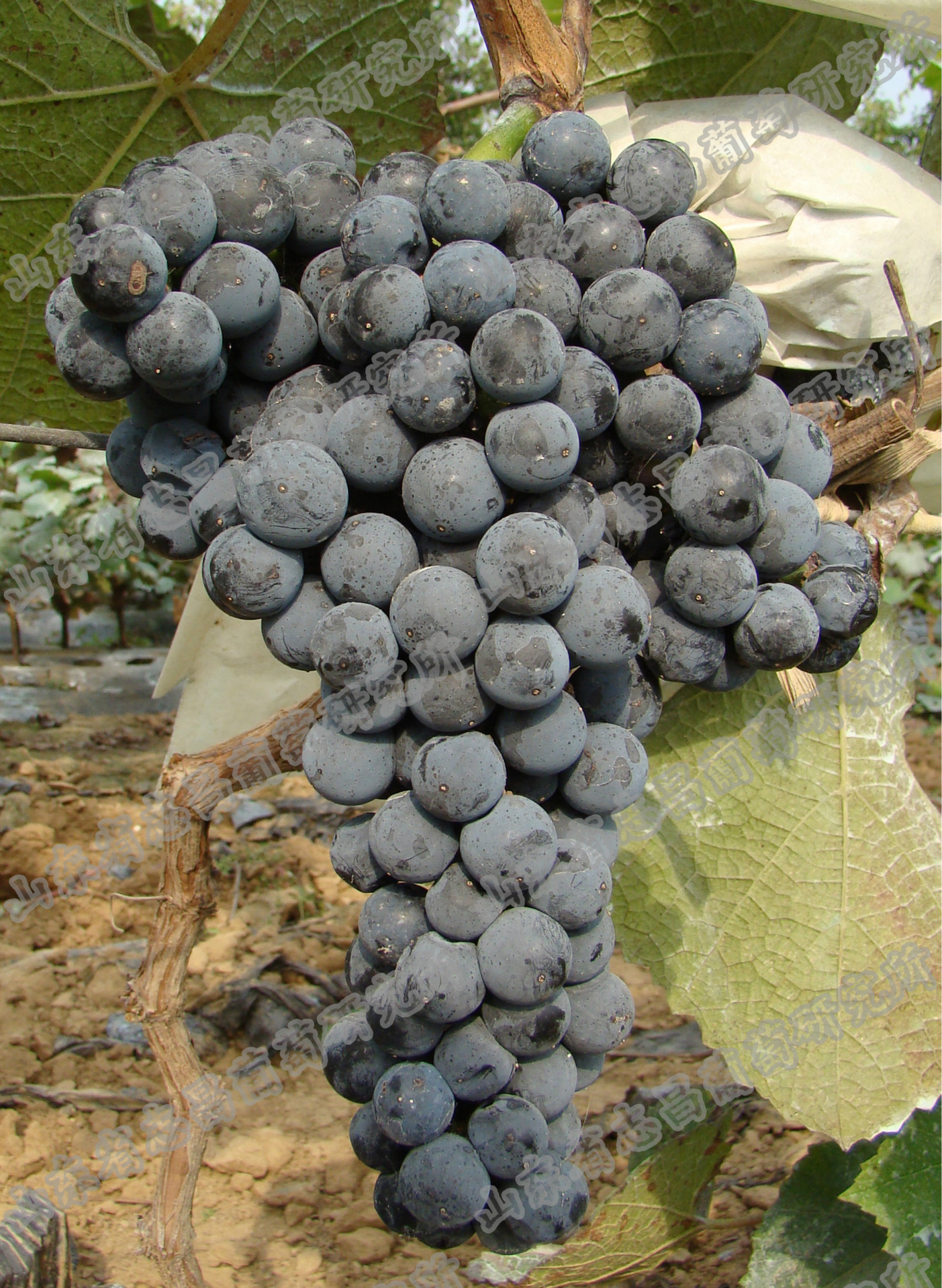 供应批发左优红国外抗性砧木5bbso4嫁接苗自根苗酿酒红葡萄酒苗