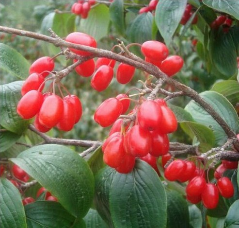 新採收山茱萸種子 中藥材種子 紅衣仙子種子 山茱肉種子