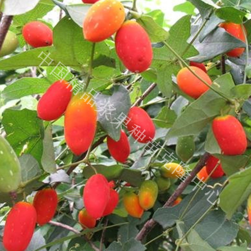 南美珍稀浆果【红香果】