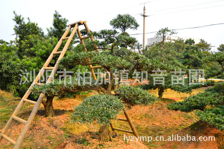 低价优应不同规格的罗汉松树 造型罗汉松 罗汉松盆景